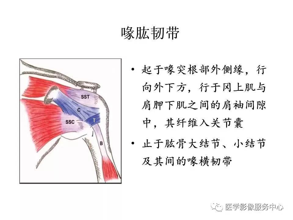 肩关节韧带及损伤的MR表现，都在这里了！