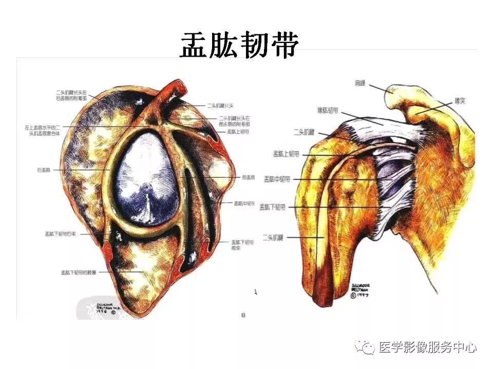 肩关节韧带及损伤的MR表现，都在这里了！