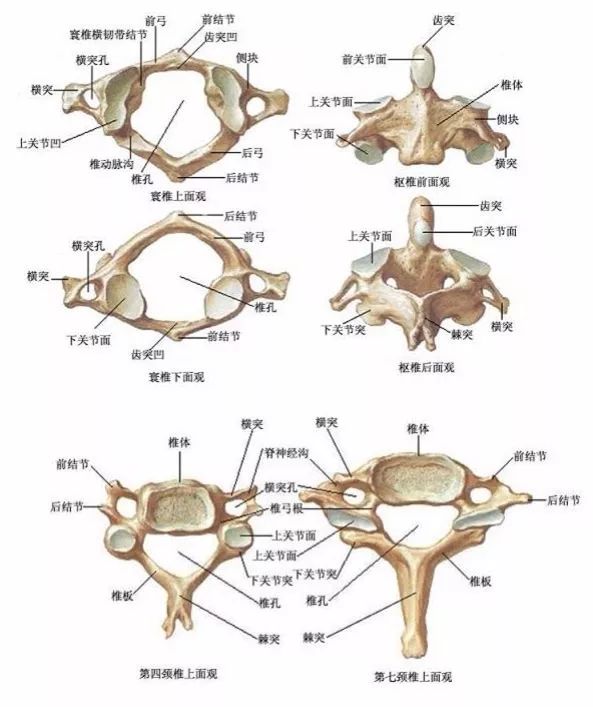 椎弓间的连接包括哪些图片