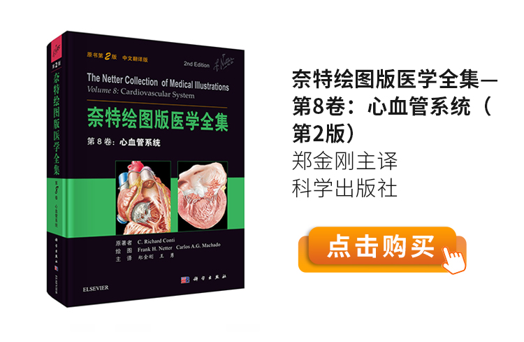 奈特绘图版医学全集—第8卷：心血管系统（第2版）郑金刚主译-科学出版社.jpg