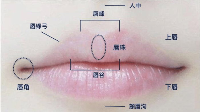 唇峰是哪个位置图片