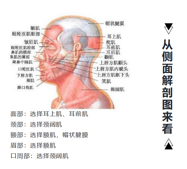 线逆向提升在线雕提升术的应用体会
