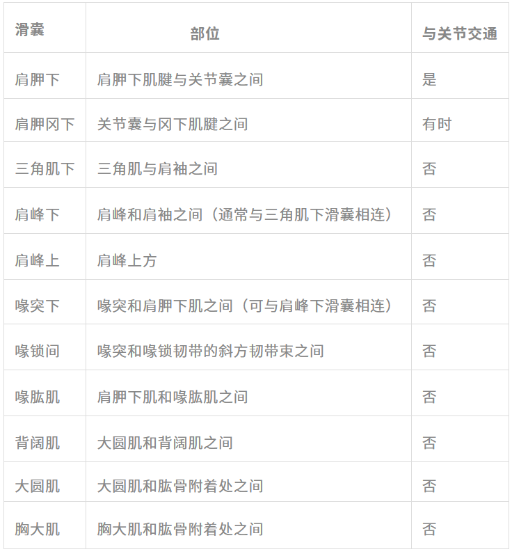 image.png 高清影像图解肩关节解剖及诊断